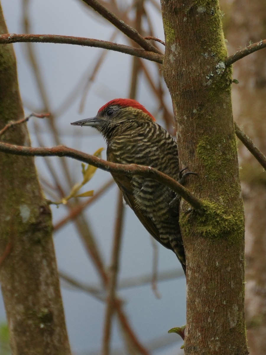 Bar-bellied Woodpecker - ML612490020