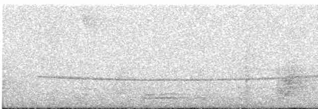 Perlenmantel-Ameisenwürger - ML612490335