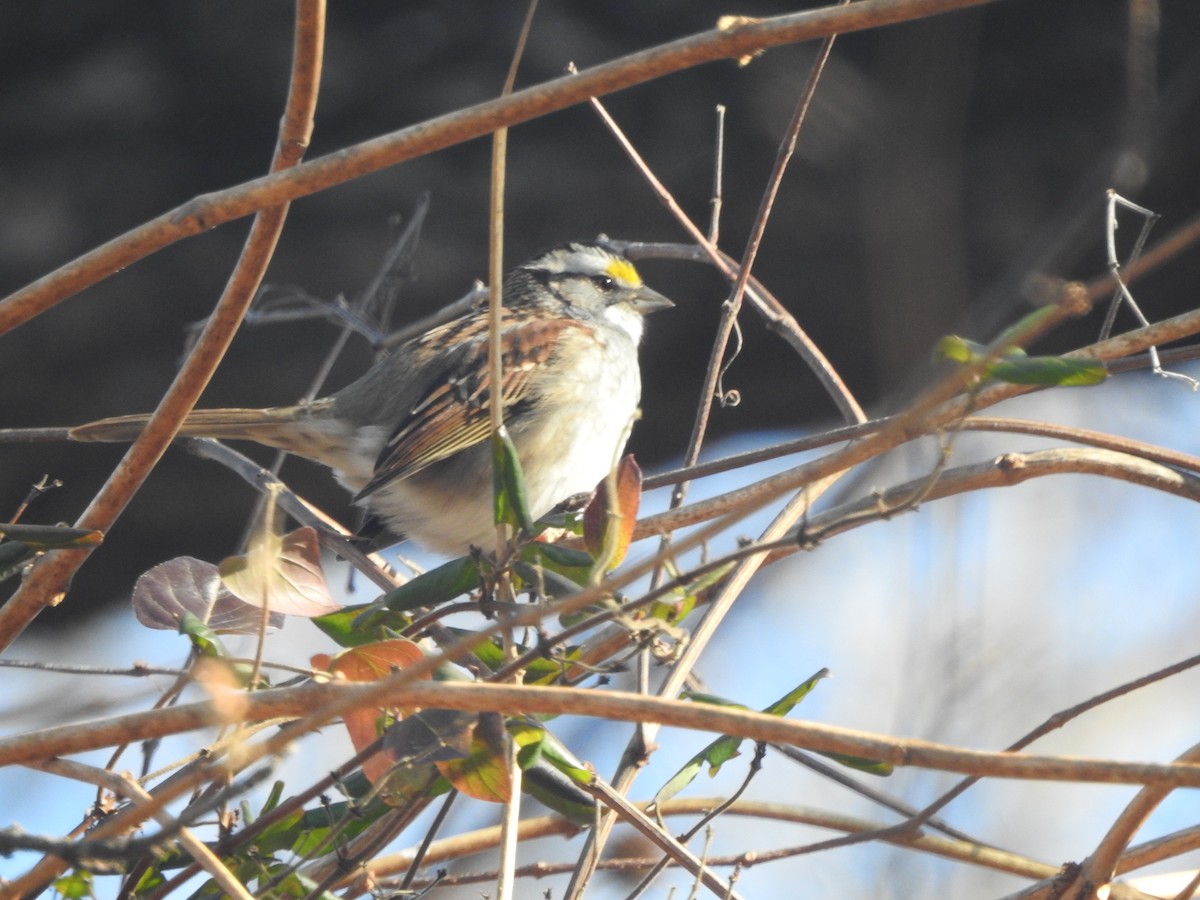 White-throated Sparrow - ML612490481