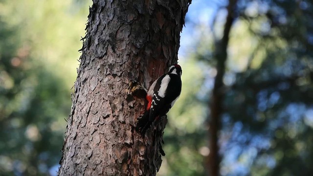 Great Spotted Woodpecker - ML612490569