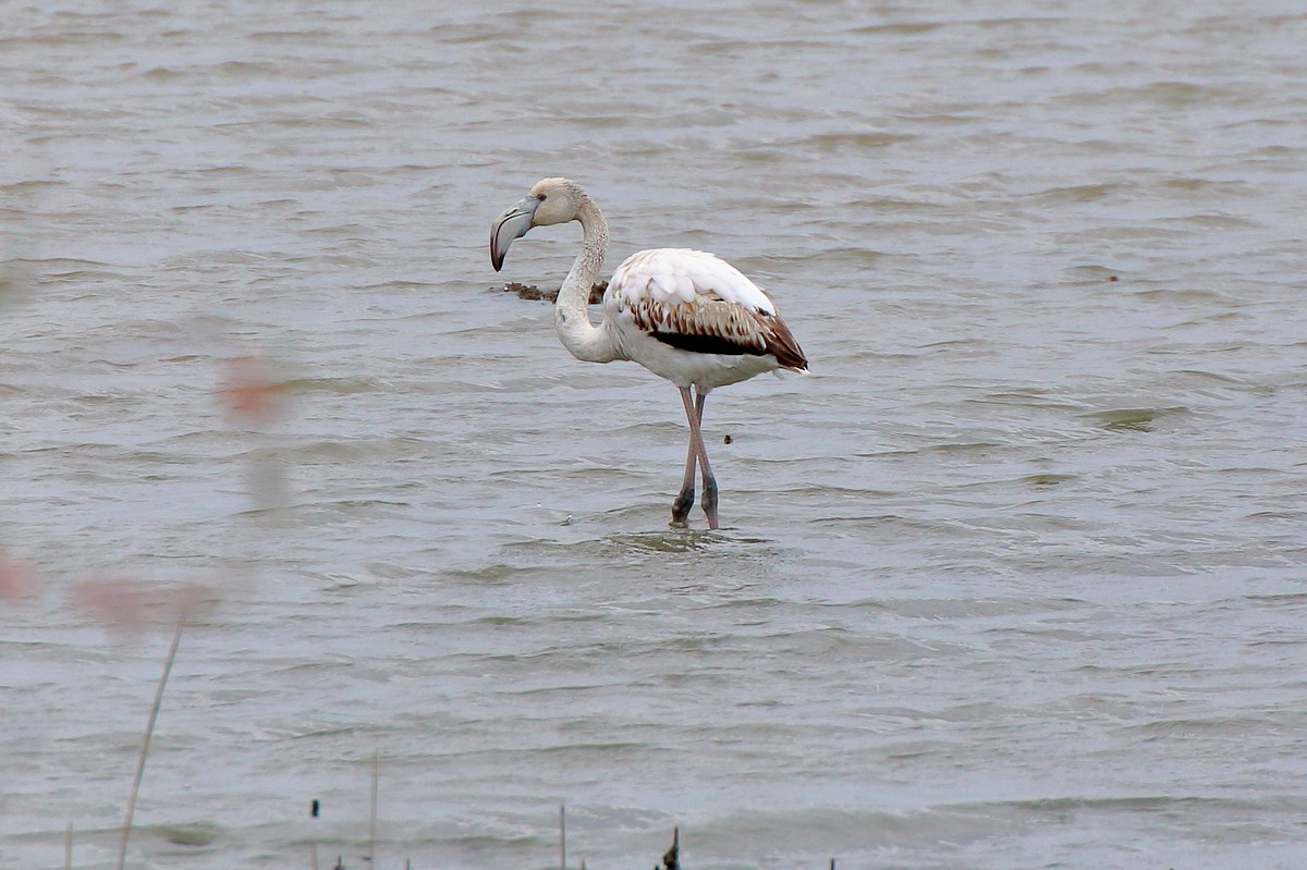 Greater Flamingo - ML612490608