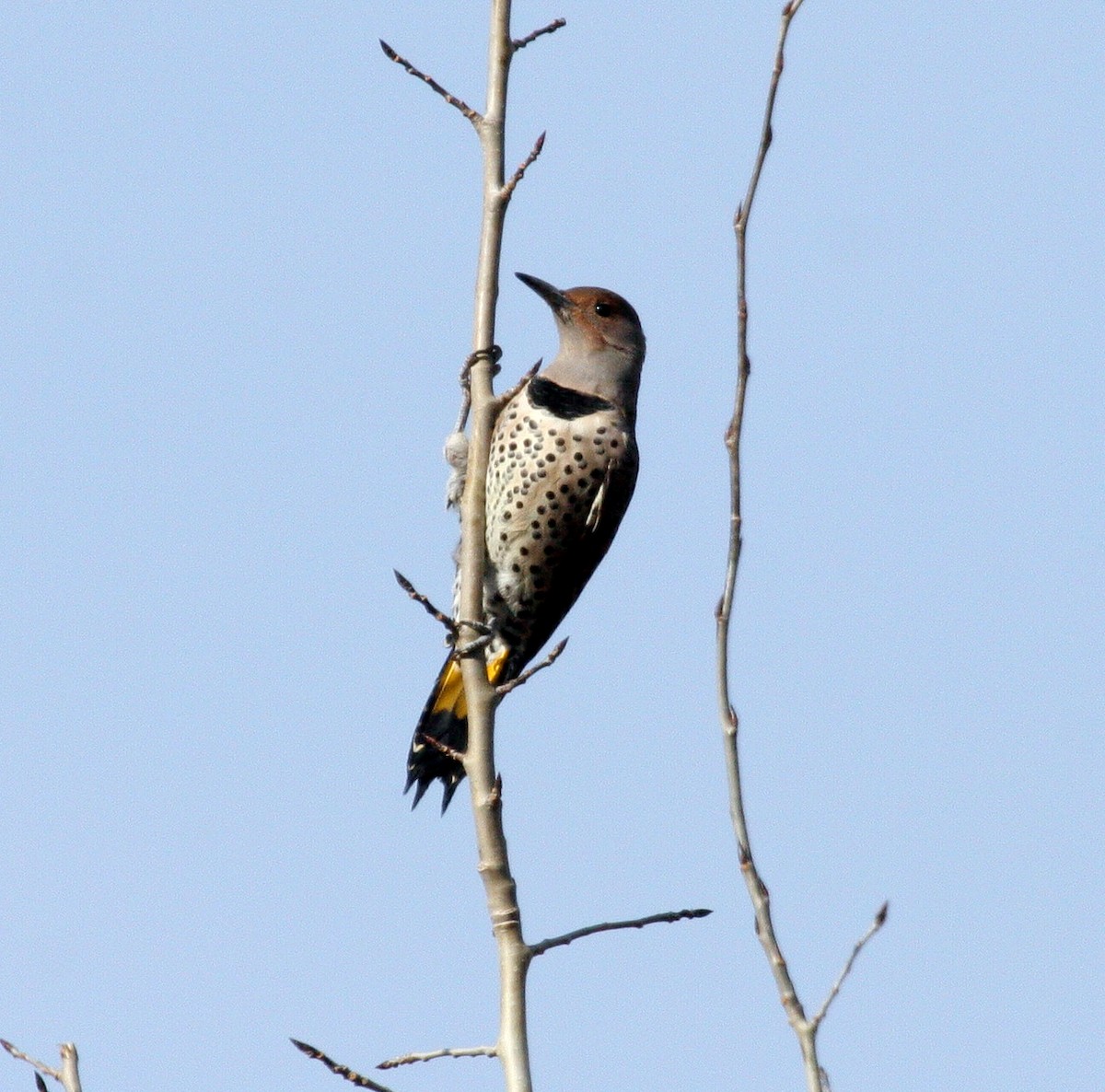 Northern Flicker (Yellow-shafted) - ML612490745