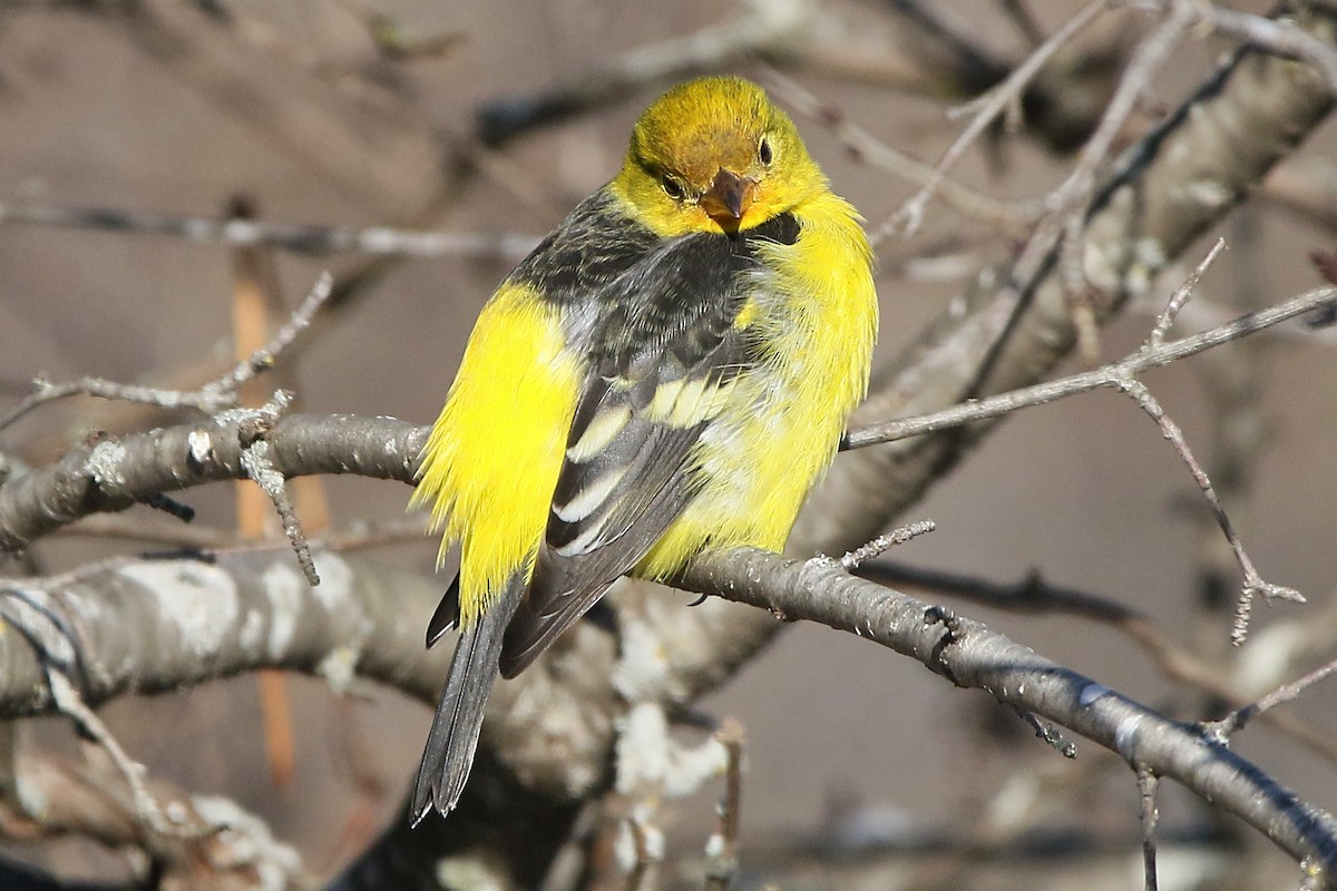 Western Tanager - ML612490760