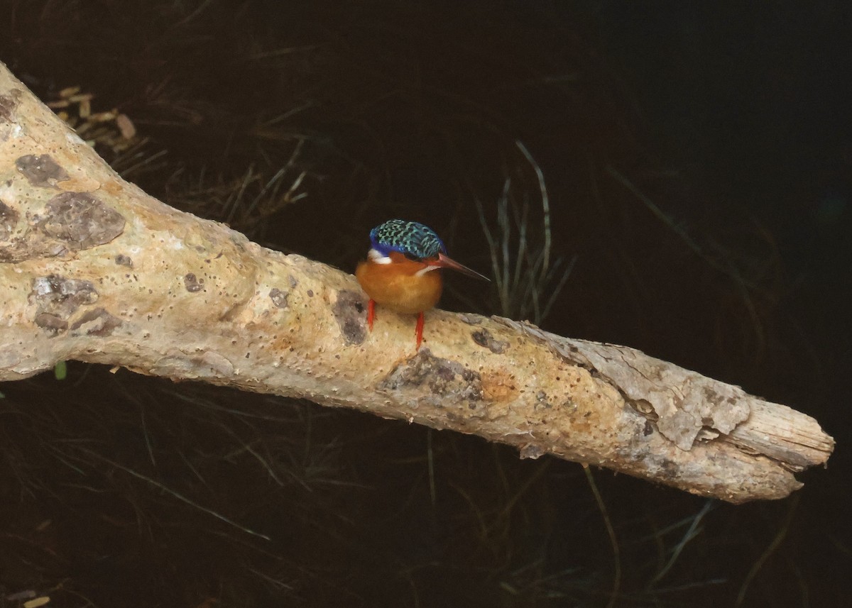 Malagasy Kingfisher - ML612490798