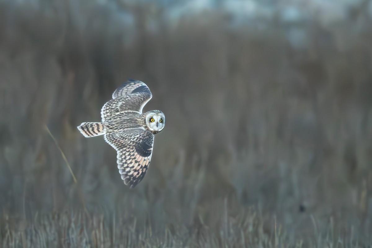 Short-eared Owl - ML612491091