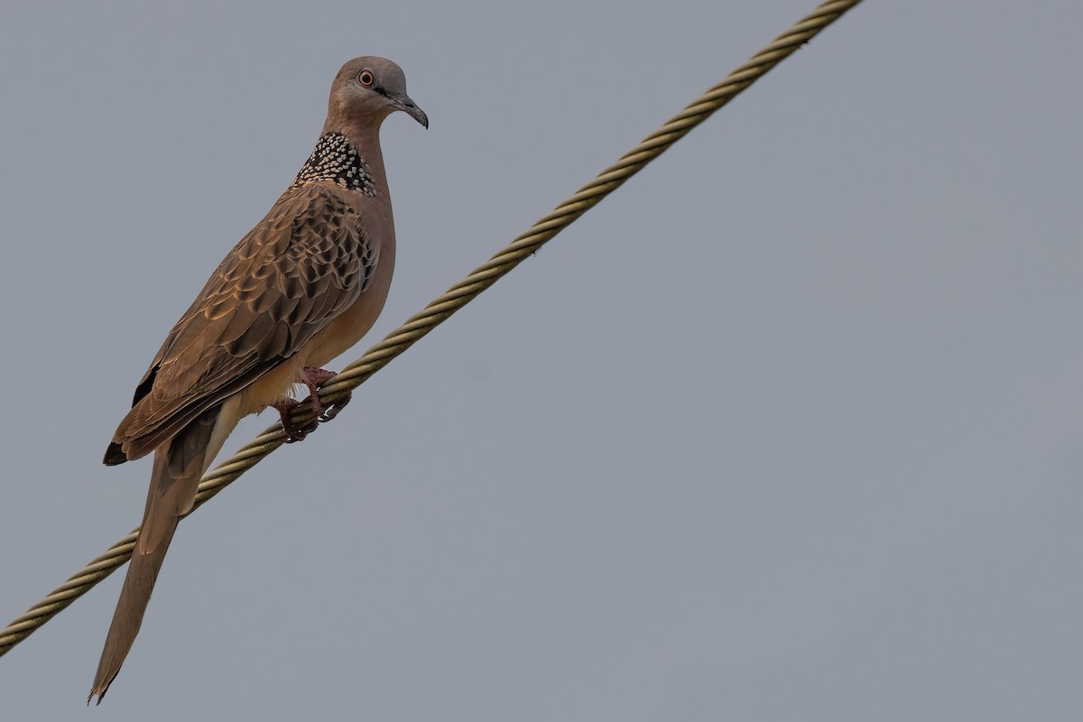 Spotted Dove - ML612491106