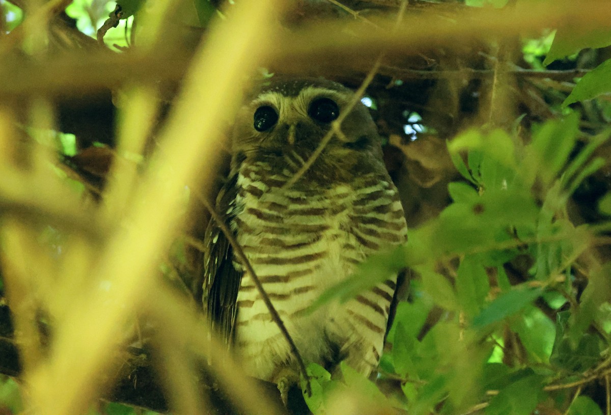 White-browed Owl - P Vercruysse