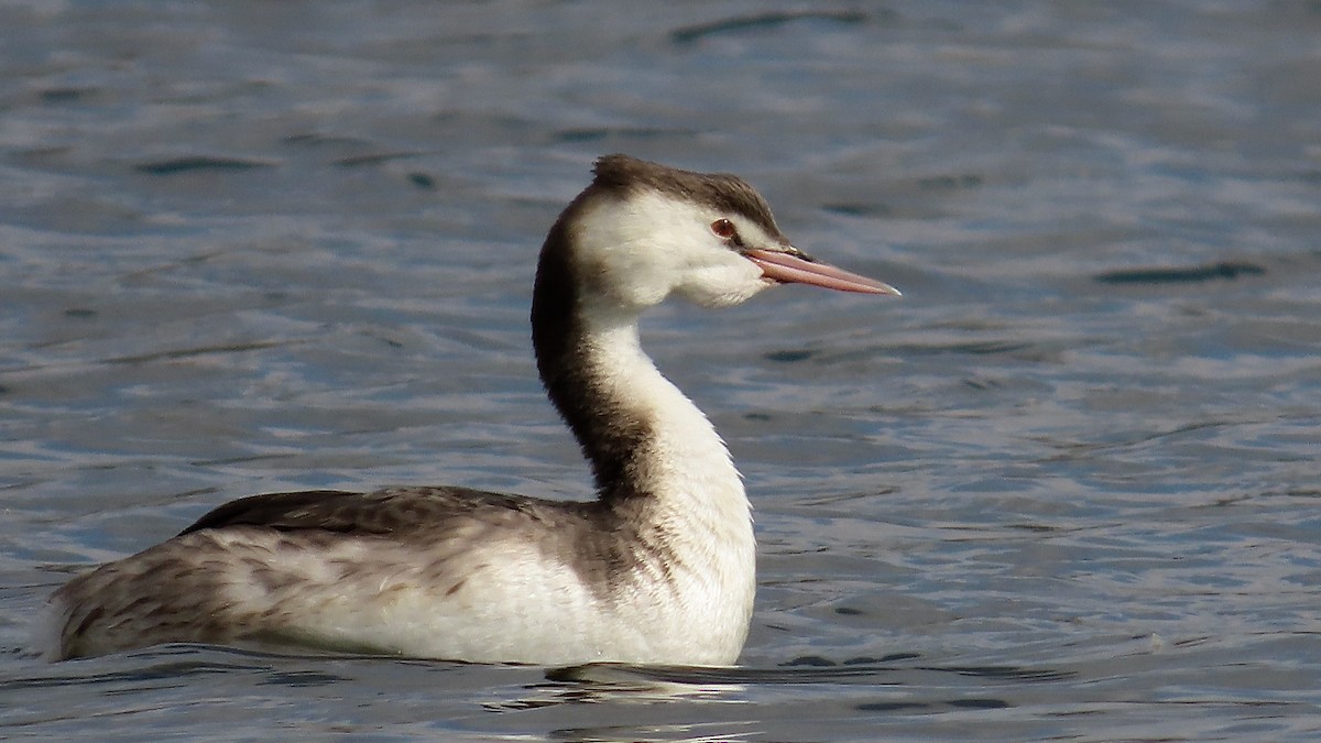 Great Crested Grebe - ML612491656