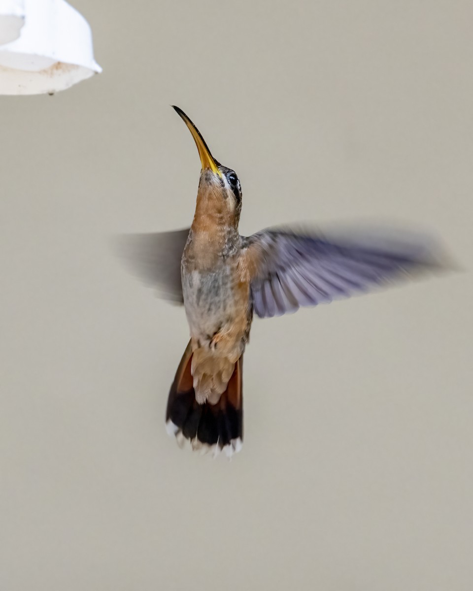 Rufous-breasted Hermit - ML612491761