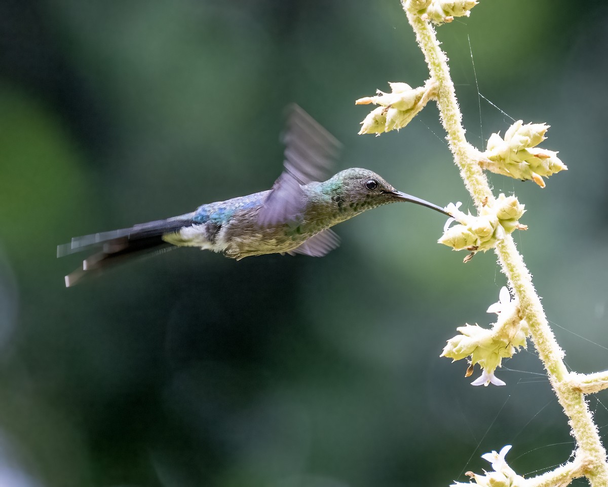 kolibřík pralesní - ML612491776
