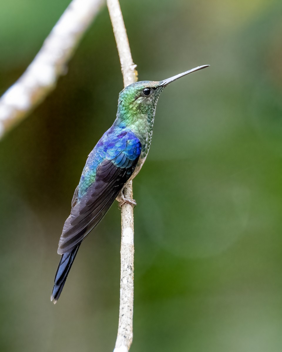 kolibřík pralesní - ML612491777
