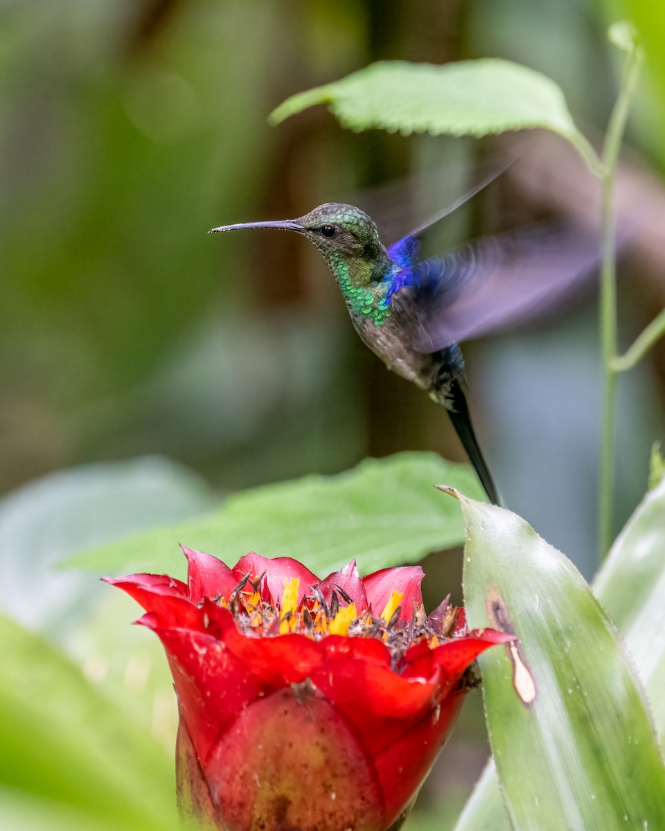 kolibřík pralesní - ML612491780