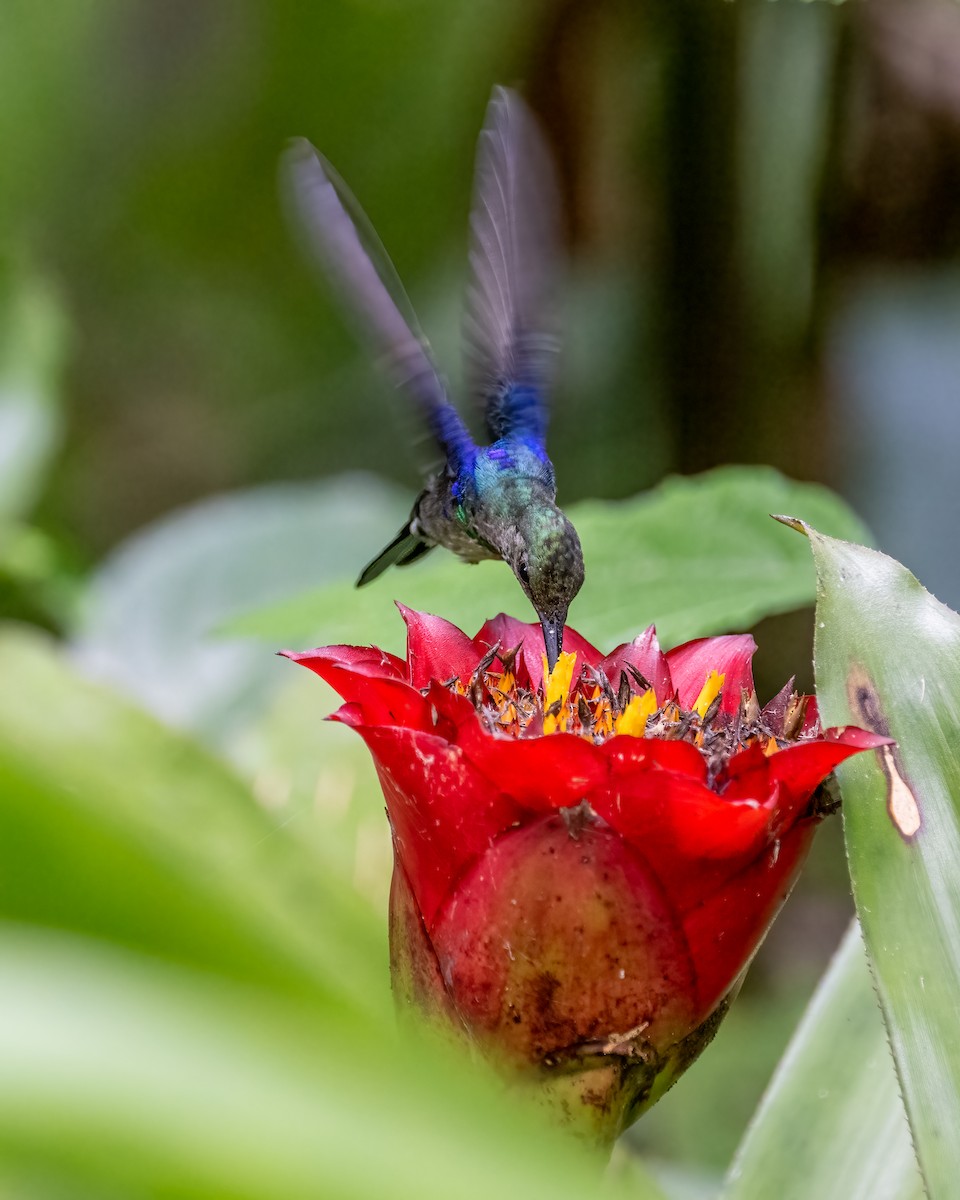 kolibřík pralesní - ML612491781