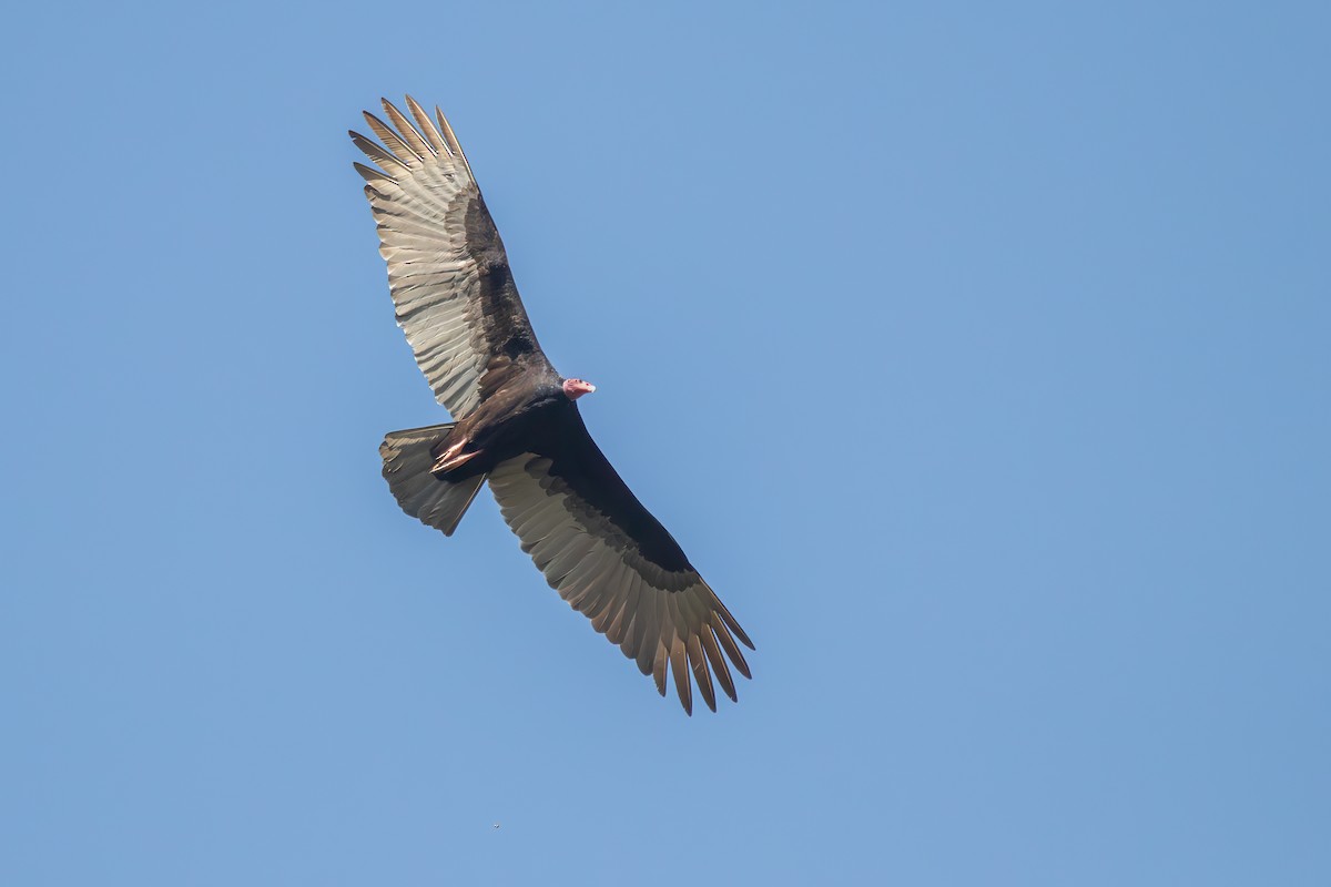 Turkey Vulture - ML612491884