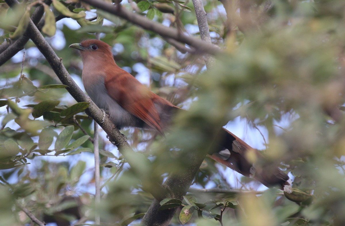 Squirrel Cuckoo (West Mexico) - ML612491947