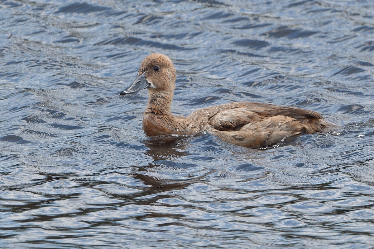 Fulvous Whistling-Duck - ML612492466