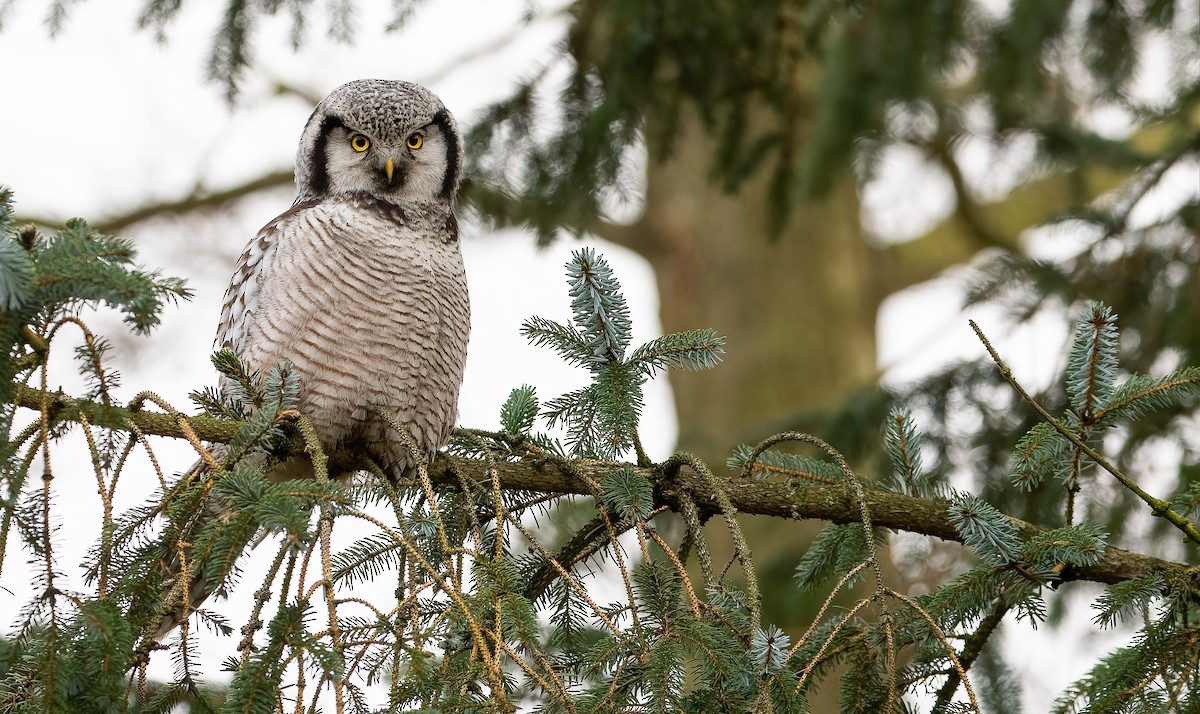 Northern Hawk Owl - Friedemann Arndt