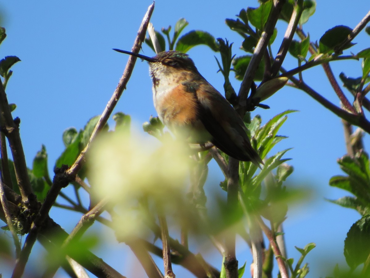 Rufous Hummingbird - ML612492626