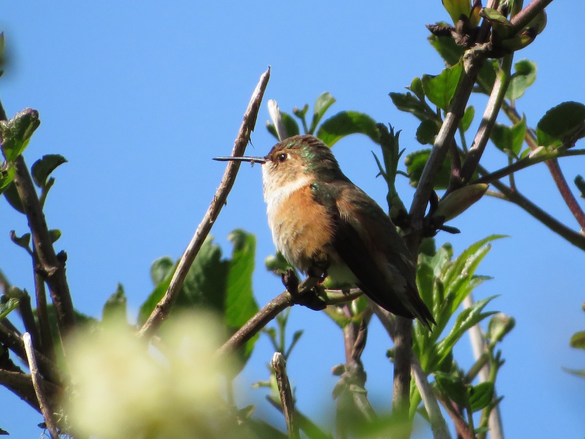 Rufous Hummingbird - ML612492627