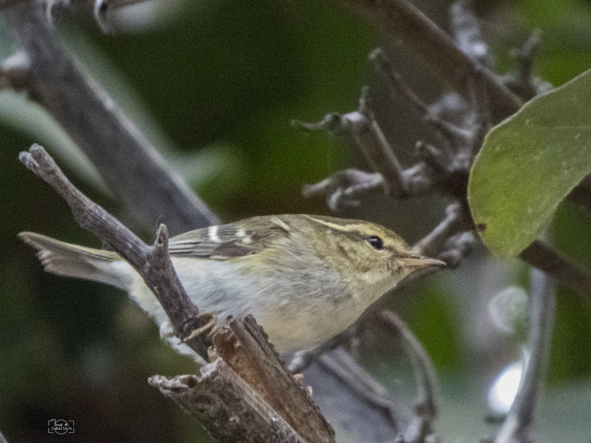 Yellow-browed Warbler - ML612492647