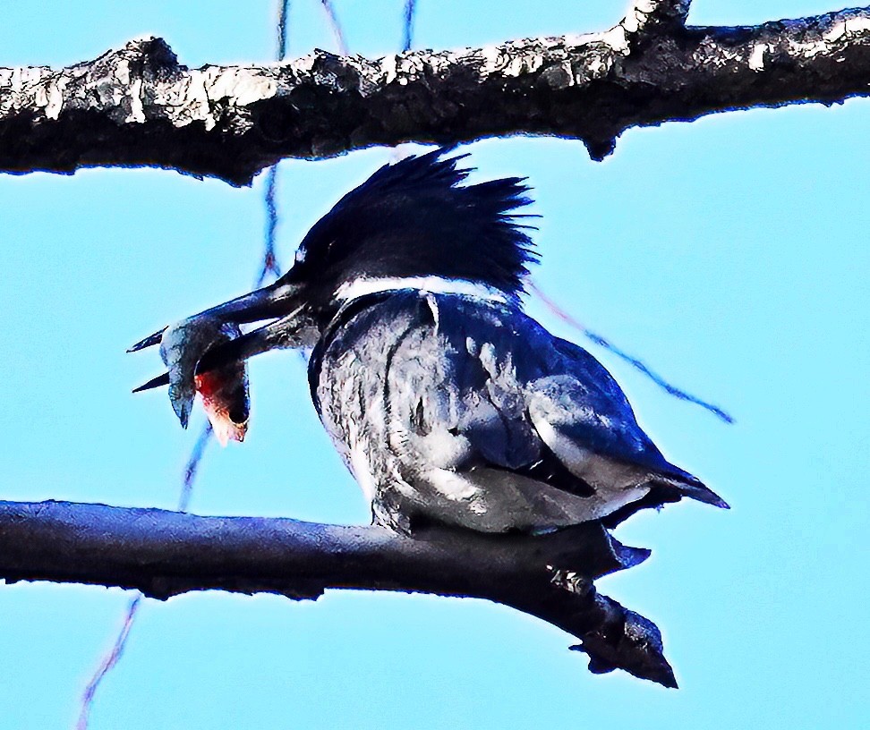 Belted Kingfisher - ML612492669