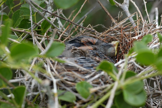 Chicks at nest. - Vermilion Cardinal - 