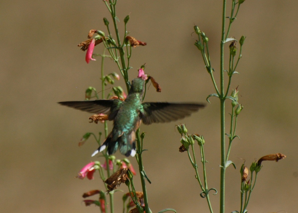 Broad-tailed Hummingbird - ML612493249