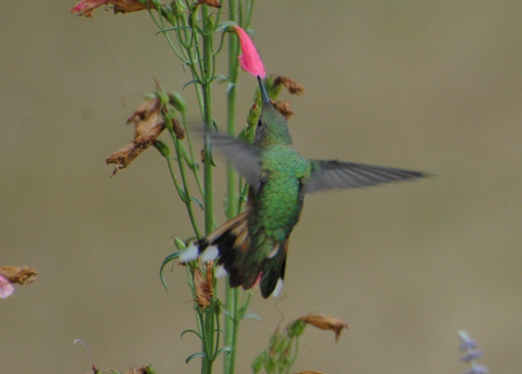 Broad-tailed Hummingbird - ML612493250