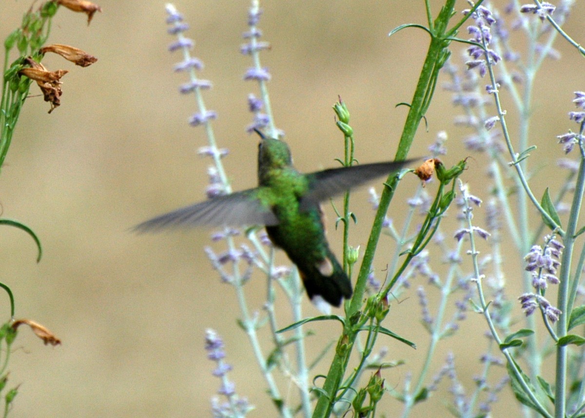 Broad-tailed Hummingbird - ML612493251
