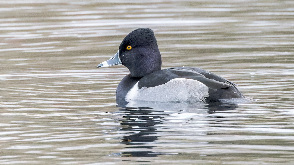 Ring-necked Duck - ML612493301