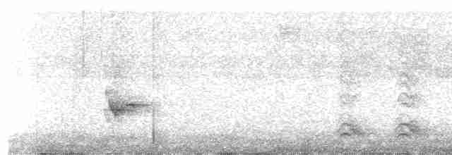 Amerika Çütresi (californicus) - ML612493965