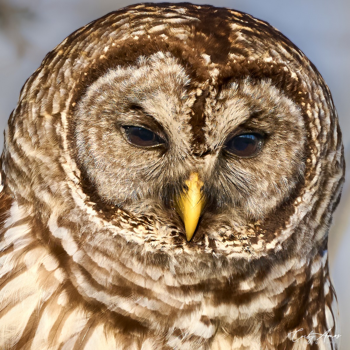 Barred Owl - ML612494156