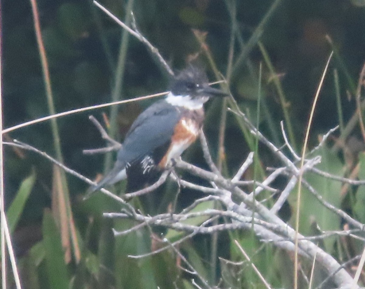 Belted Kingfisher - ML612494229
