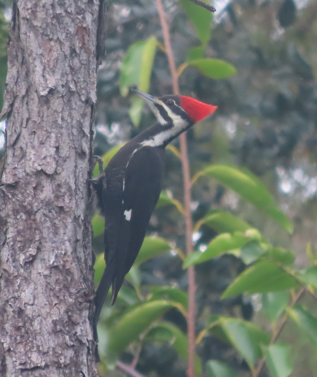 Pileated Woodpecker - ML612494231