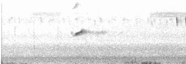 Weißschwanz-Nachtschwalbe - ML612494240