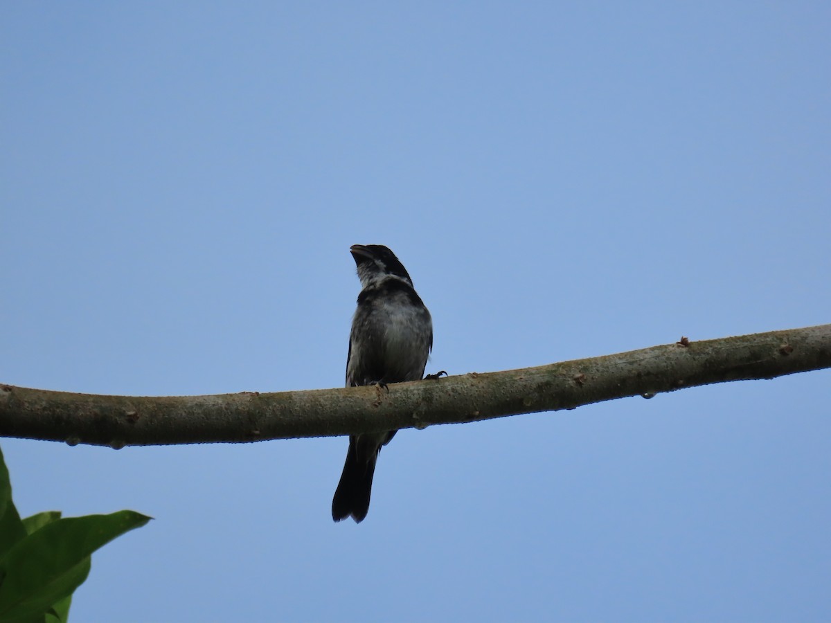 Wing-barred Seedeater (Caqueta) - ML612494377