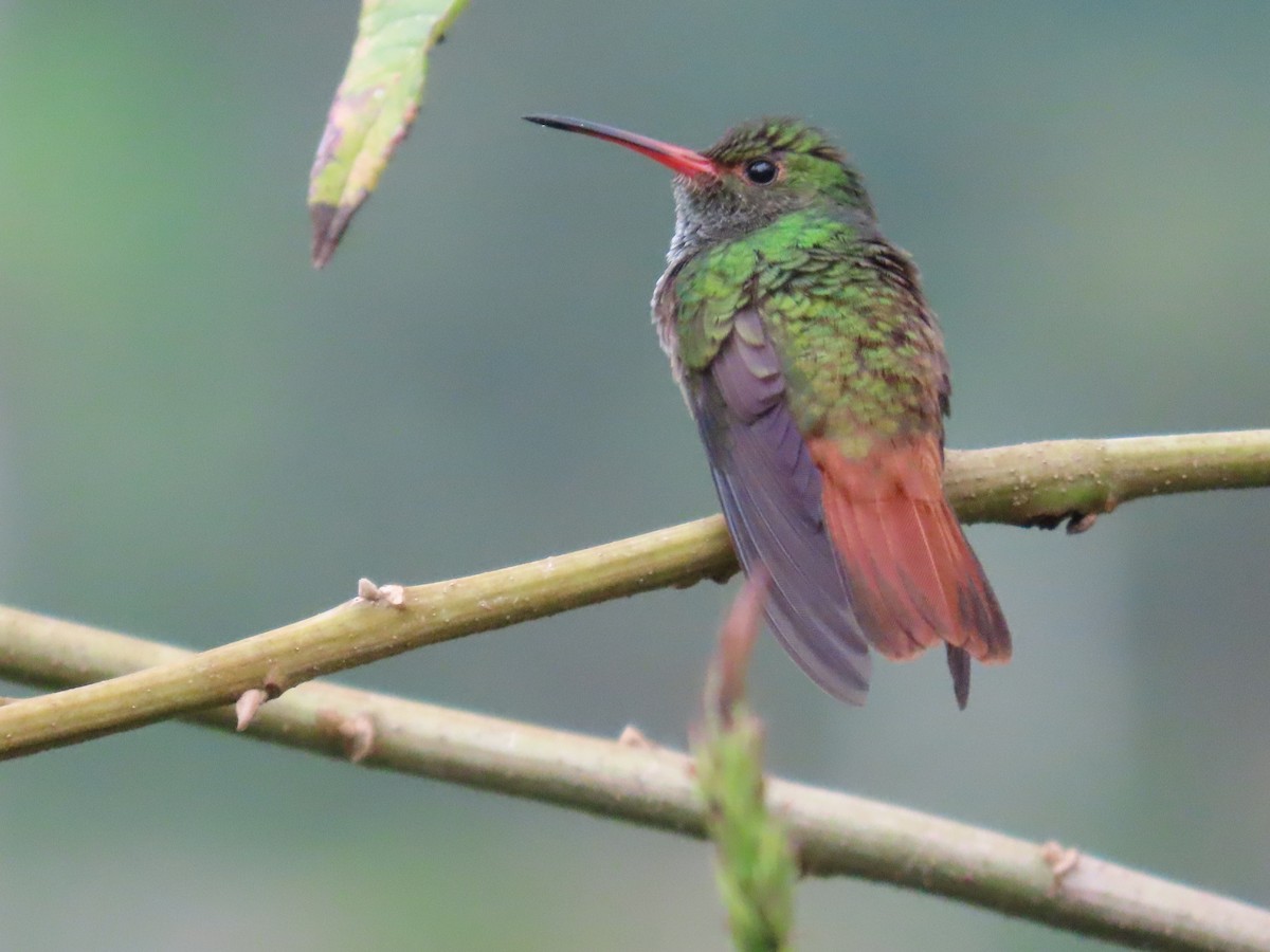 Rufous-tailed Hummingbird - ML612494405
