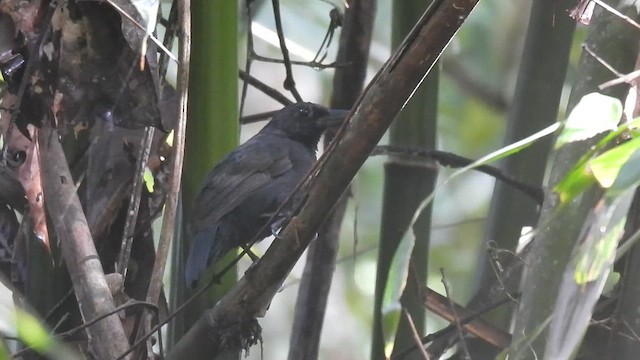 Rondonia Bushbird - ML612494434