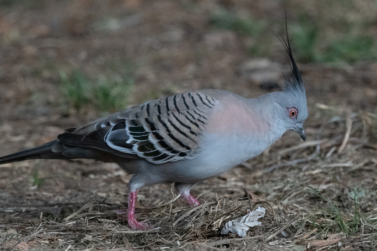Crested Pigeon - ML612494472