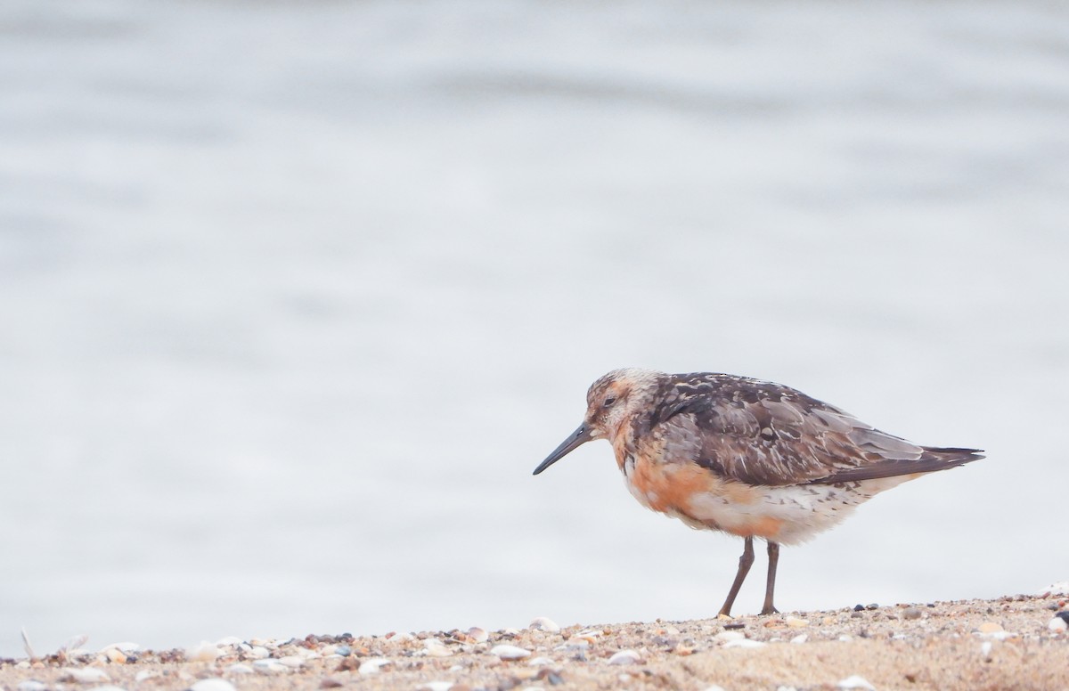 Red Knot - ML612494746