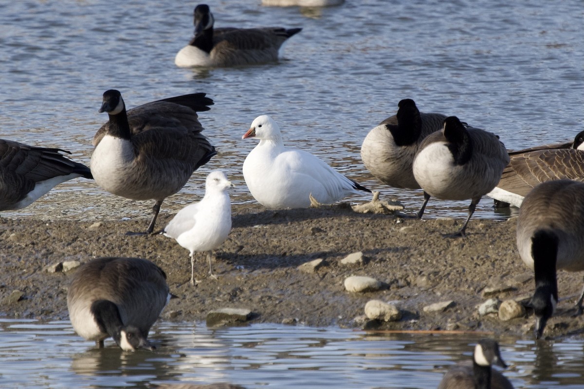 eBird Checklist - 21 Dec 2023 - 12502 Old Kennedy Rd, Caledon CA-ON 43. ...