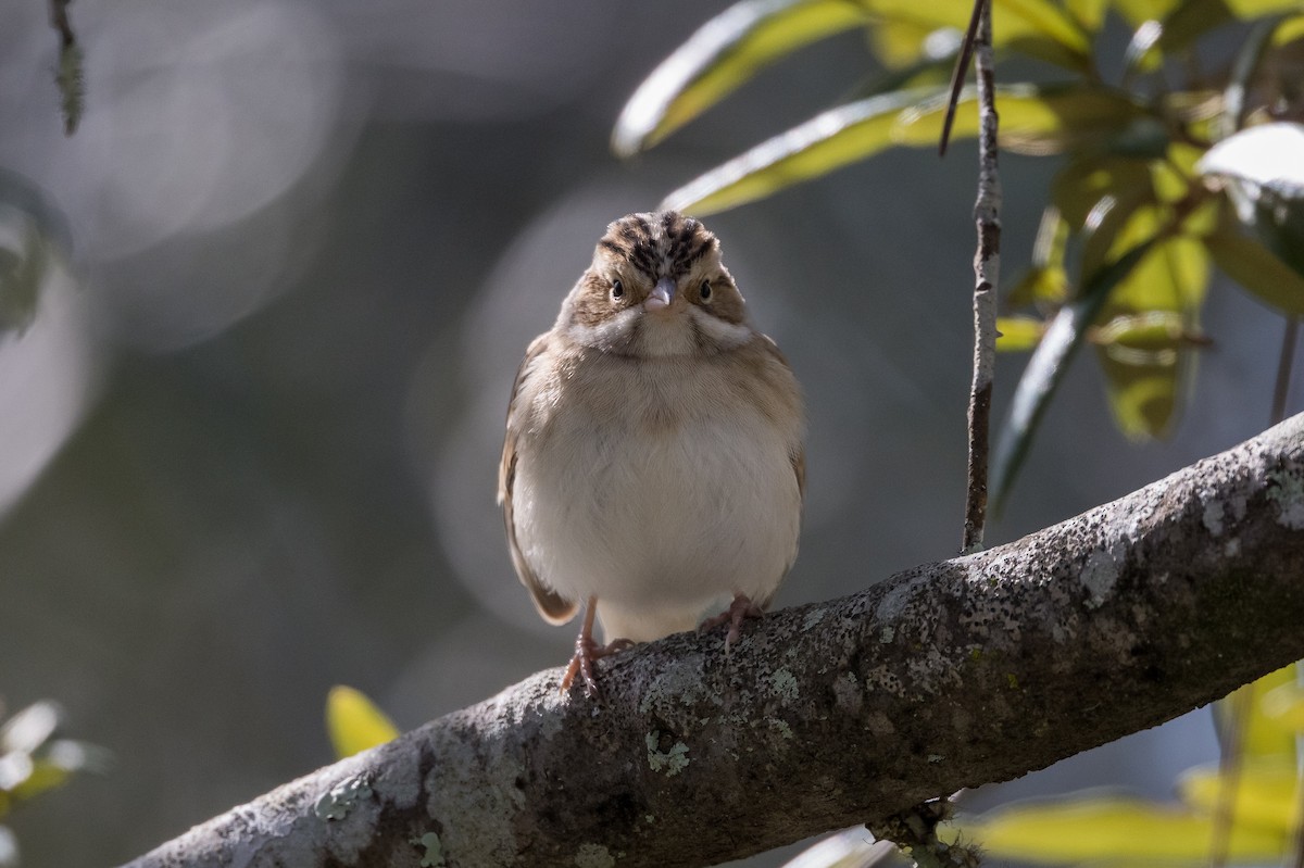 Clay-colored Sparrow - ML612494769
