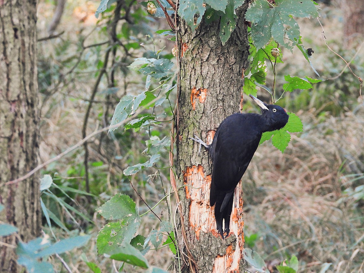 Black Woodpecker - Eugene Misiuk🦉