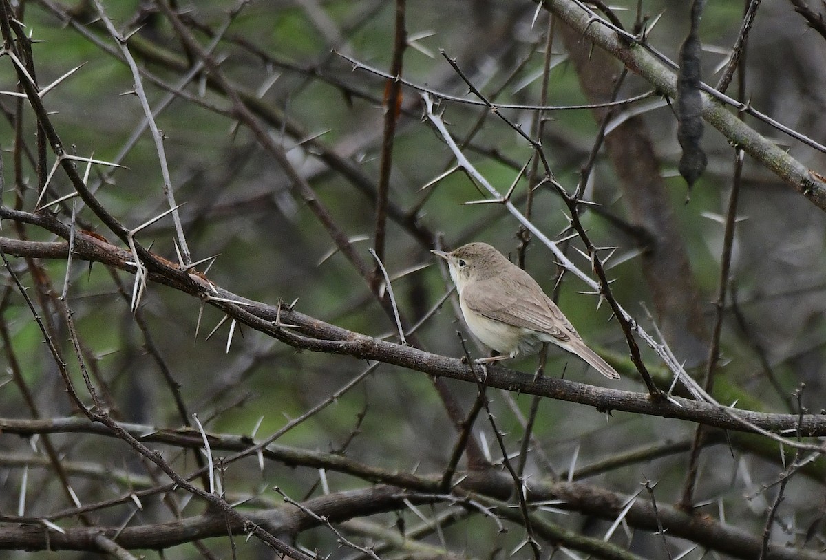 Booted Warbler - ML612494798