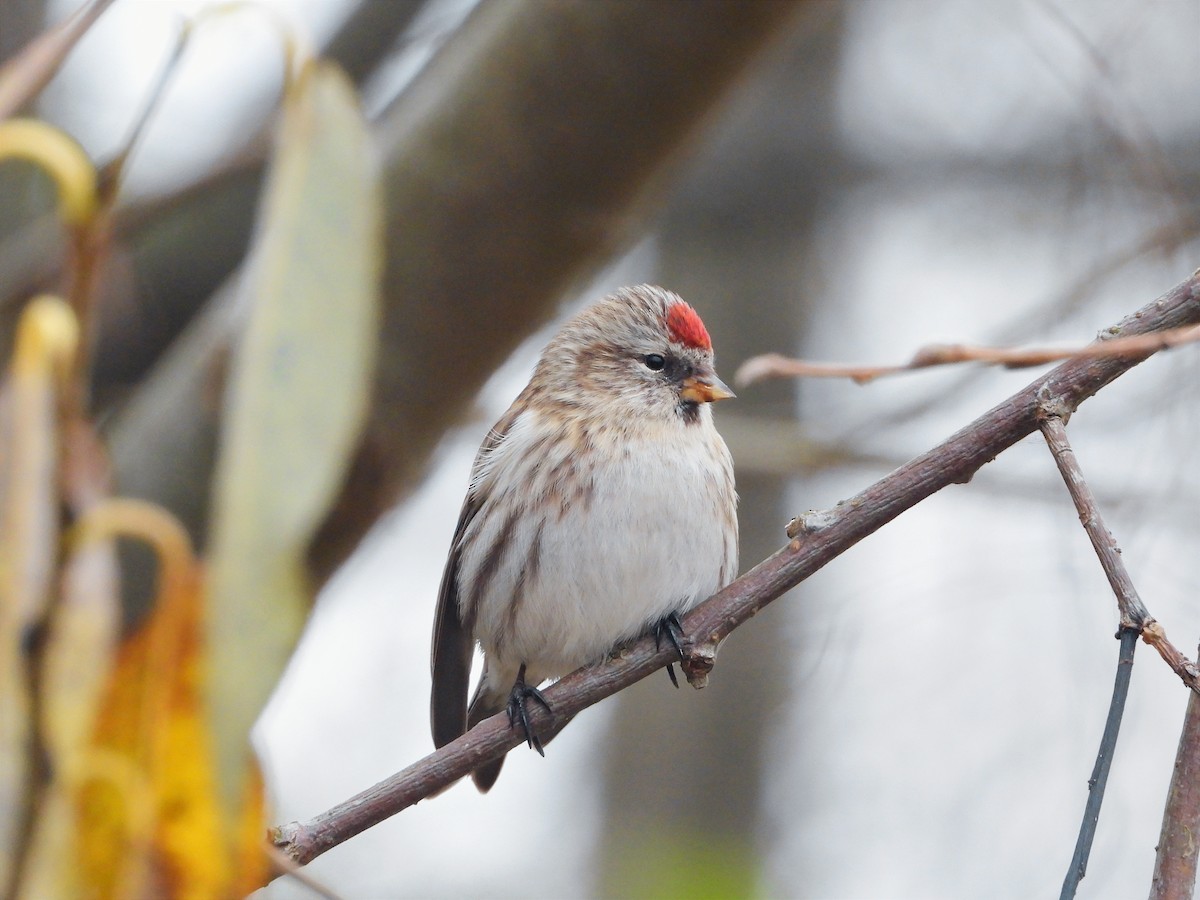 Common Redpoll - Eugene Misiuk🦉