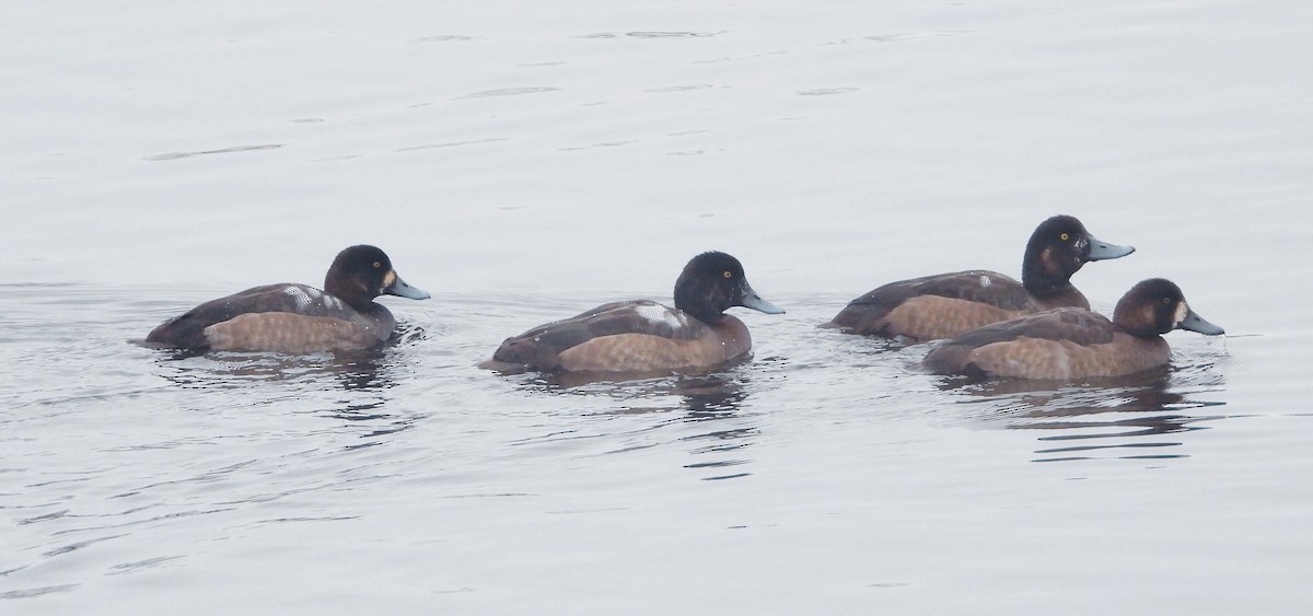 Greater Scaup - ML612495057