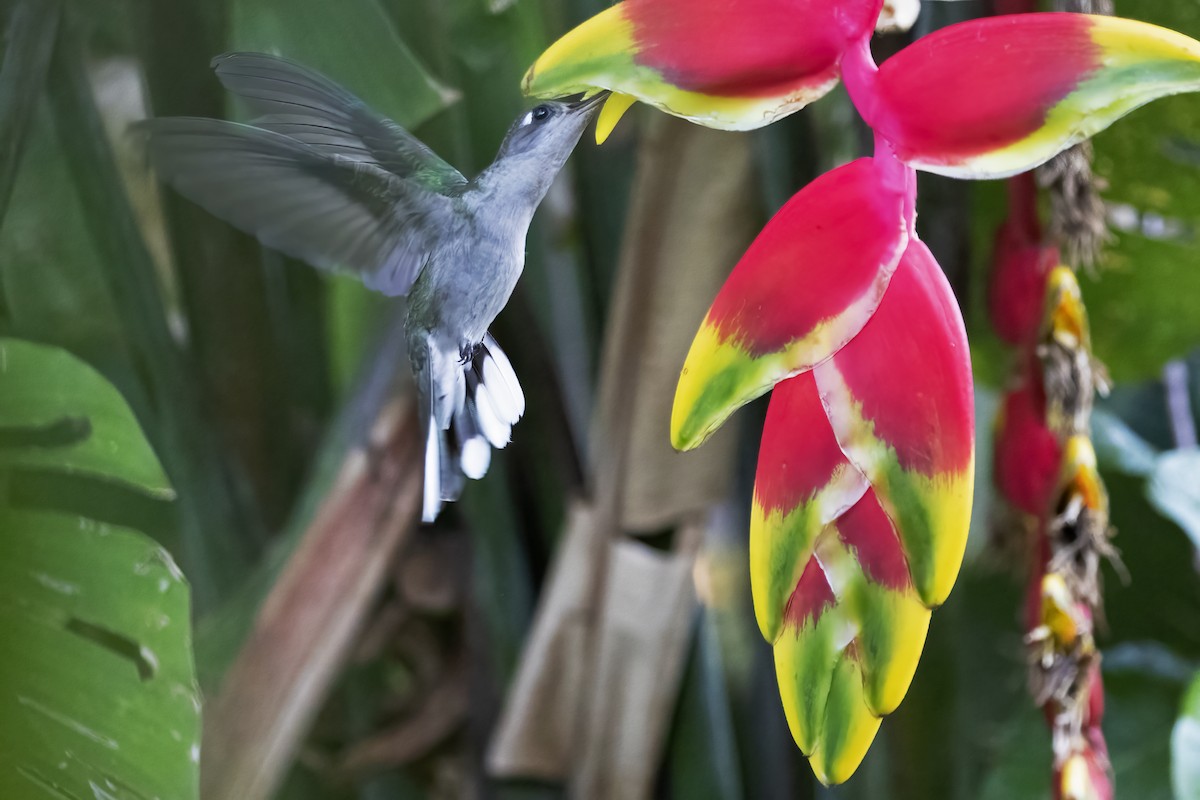 kolibřík krasový - ML612495192