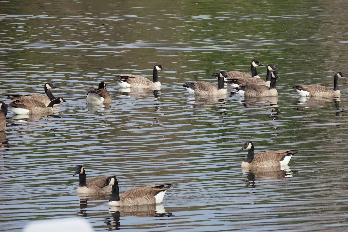 eBird Checklist - 21 Dec 2023 - Huntington Central Park - 12 species