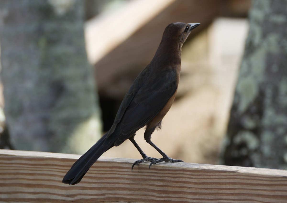Boat-tailed Grackle - ML612495442