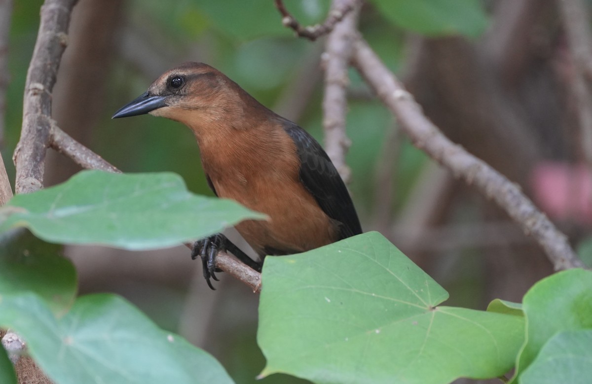 Boat-tailed Grackle - Amirtha  Karunakaran